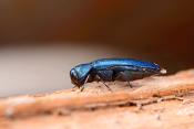 Agrilus cyanescens 6-2021 7872